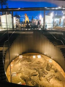 福井県恐竜博物館 館内 展示場入り口
