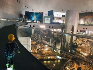福井県 恐竜博物館 館内 恐竜の展示